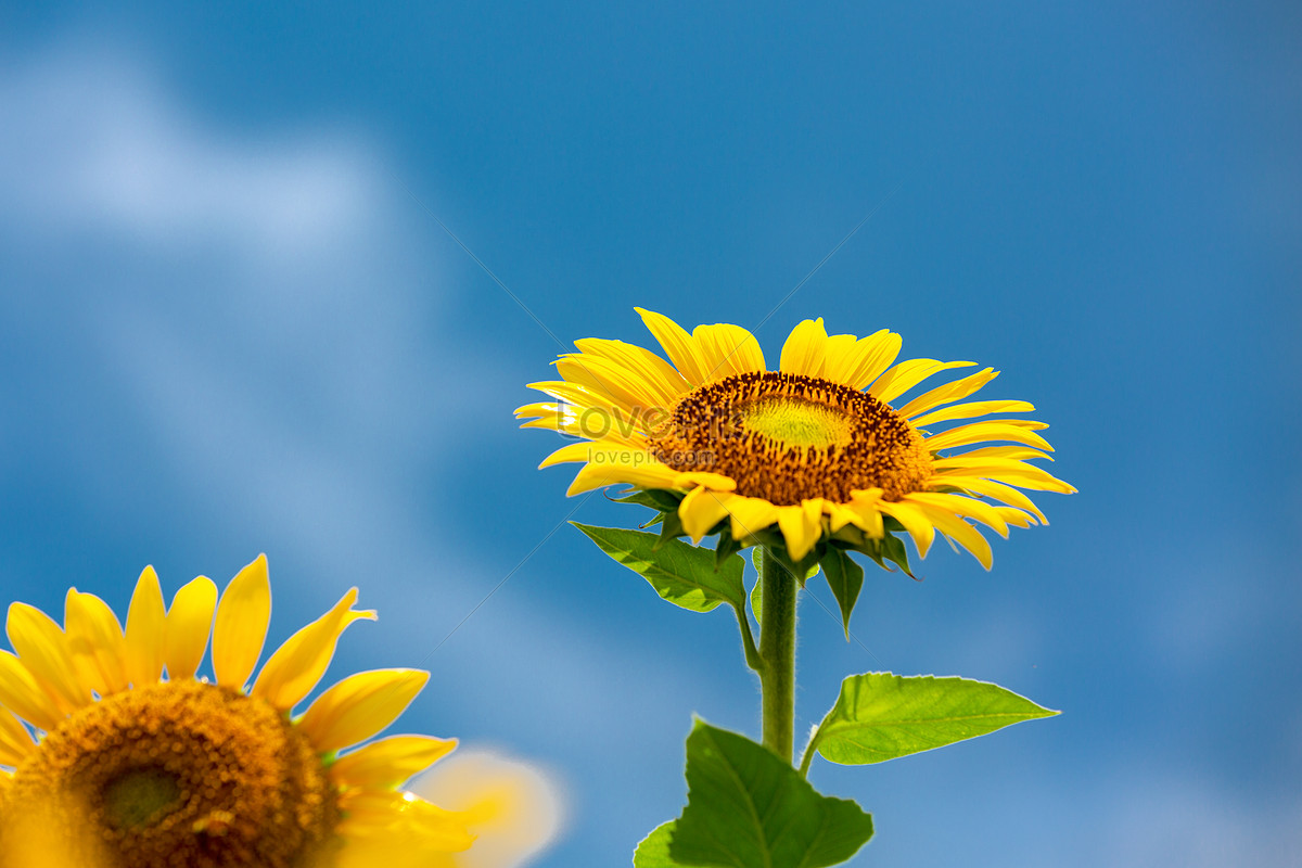 Imagenes de Girasol Azul, Fondo Girasol Azul Fotos y PNG Descarga Gratis -  Lovepik