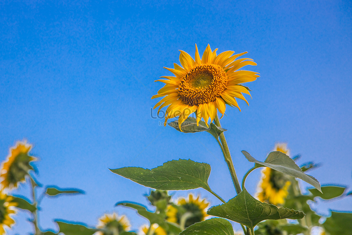 Imagenes de Girasol Azul, Fondo Girasol Azul Fotos y PNG Descarga Gratis -  Lovepik