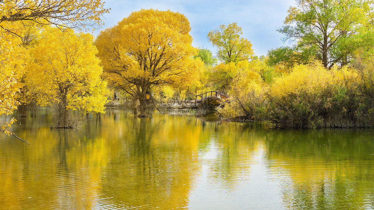 In The Early Autumn, Jiujinjia Jinsheng Jinsha Lake Populus Populus ...