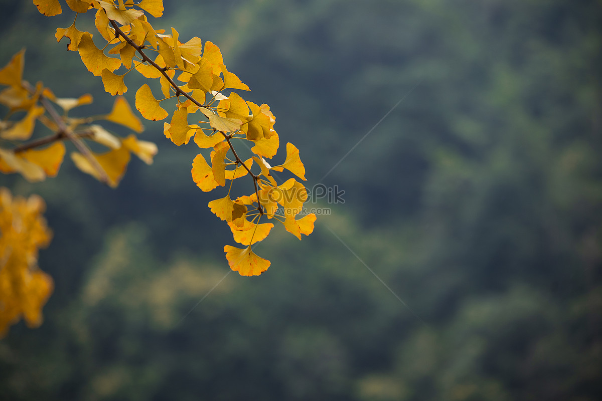 Ginkgo Leaves Images, Hd Pictures For Free Vectors Download - Lovepik.Com