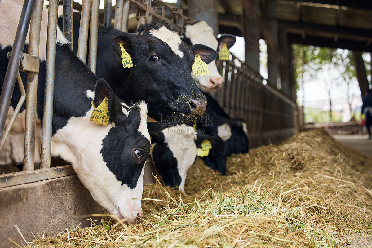 Brown dairy cow in cow shed with fresh straw on floor - Stock Image -  C053/7925 - Science Photo Library