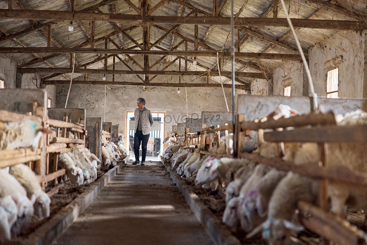 Sheep house. Хлев для поросят. Загон для поросят. Частная свиноферма. Свинья в хлеву.