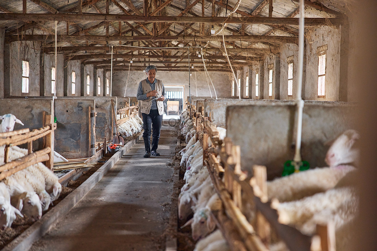 Sheep house. СПК Афанасьевский Шуйский район. Коза Ностра Козья ферма. Подлипки Козья ферма. Ферма на 20 коз.