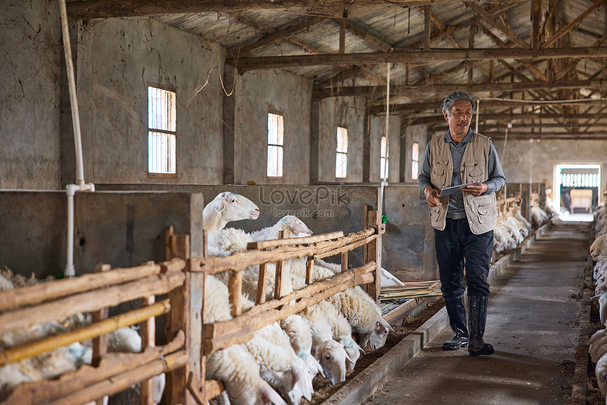 Sheep house. Мельгор фермерское хозяйство. КФХ Мельгора. Животноводство Ставропольского. СПК Племзавод Ставропольский.