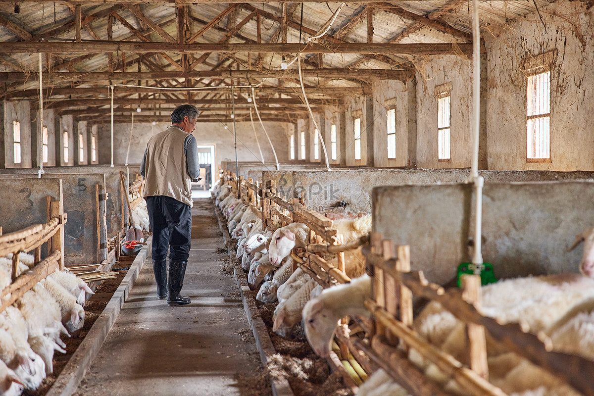 Sheep house. СПК Афанасьевский Шуйский район. СПК В Чижово Шуйского района. Председатель СПК Афанасьевского. КФХ Тверской области.