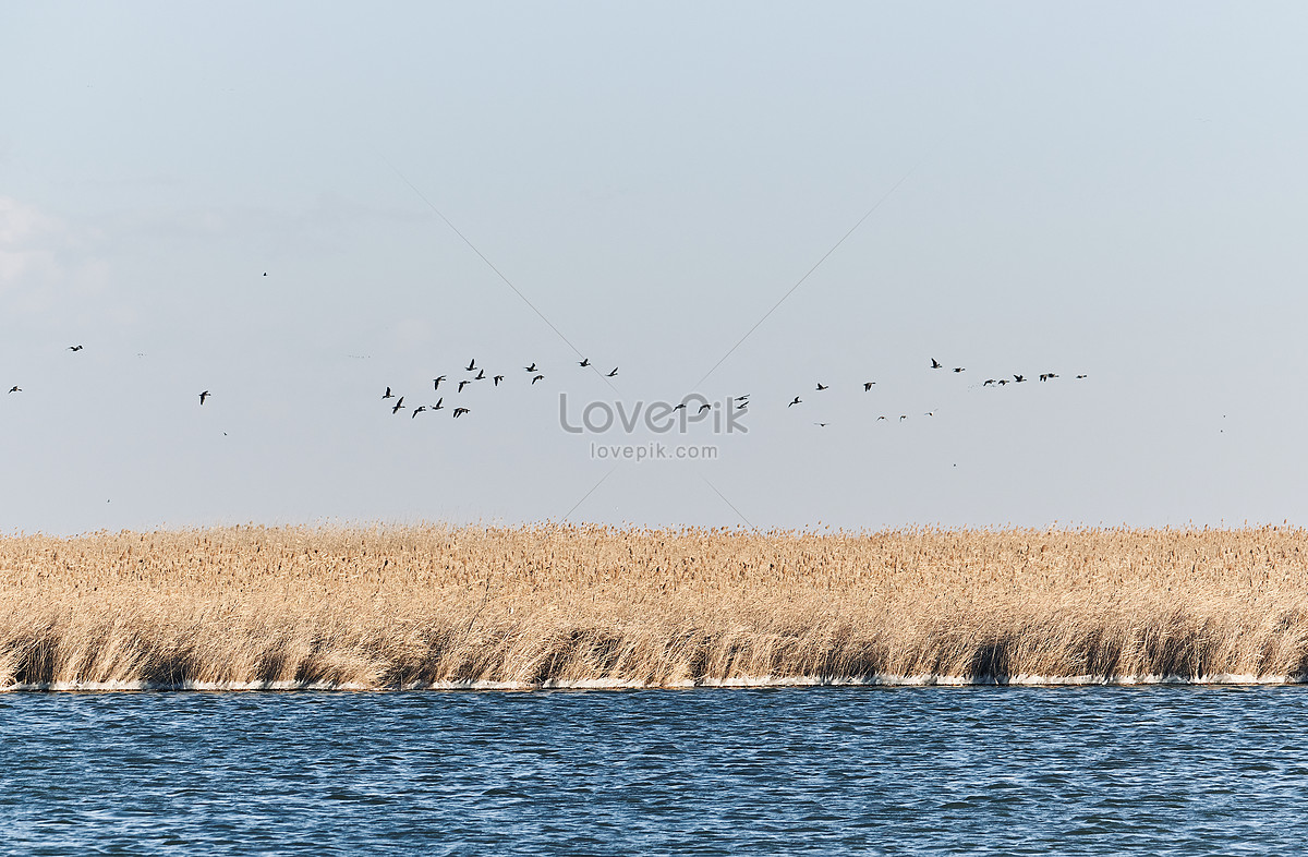 Powerpoint Wetland Landscape Images, HD Pictures For Free Vectors ...